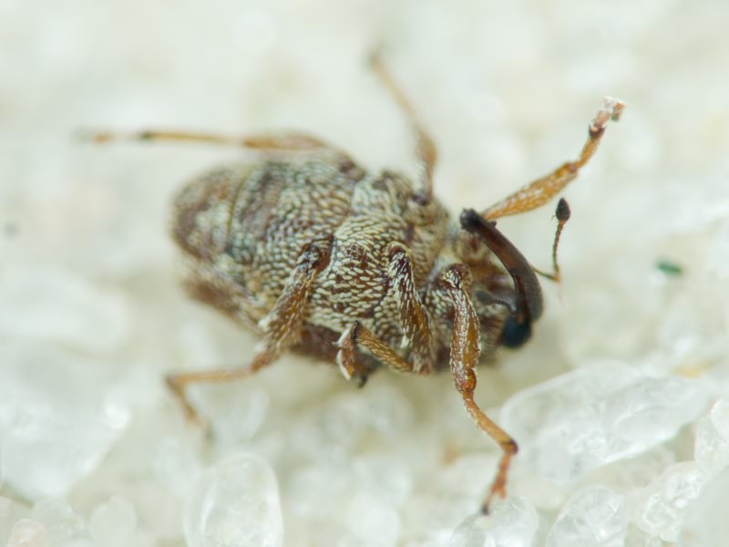 Trichosirocalus barnevillei (Grenier, 1866)